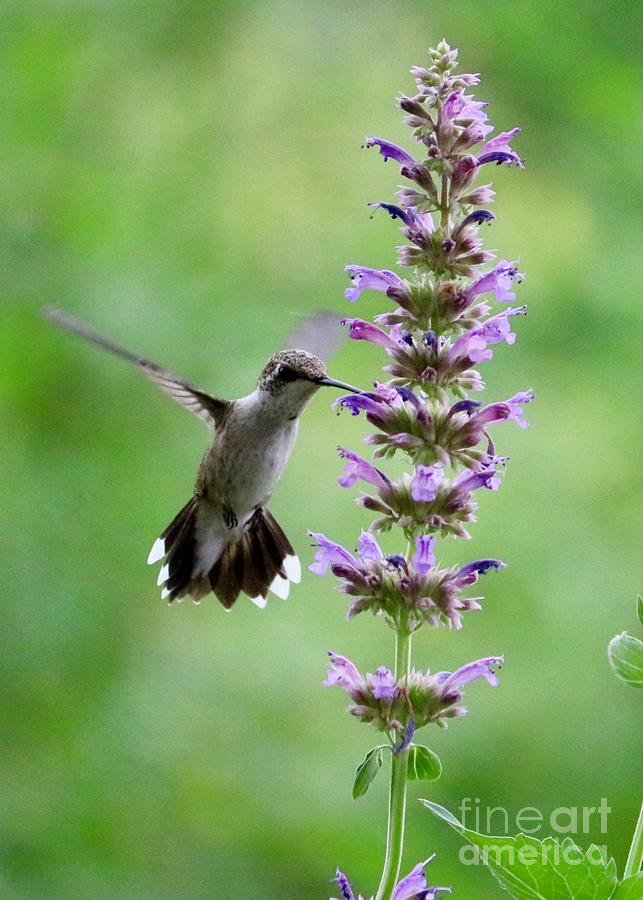 Enjoy the Show Hummingbird Photograph by Carol Groenen