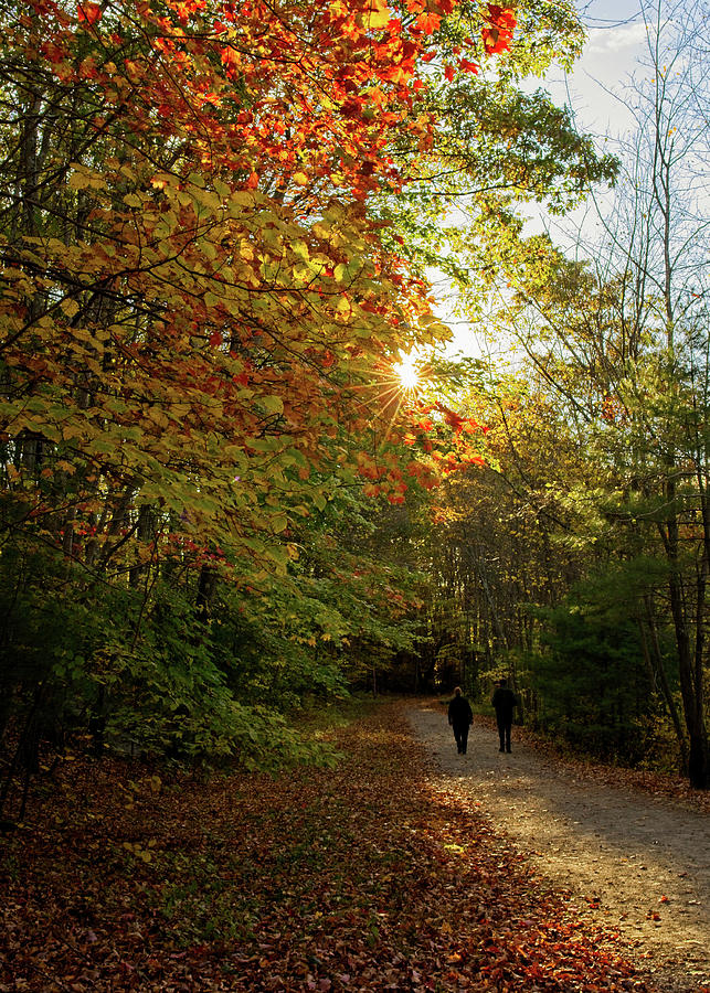 Walking in the woods Photograph by Bernadette Van der Vliet - Fine Art ...