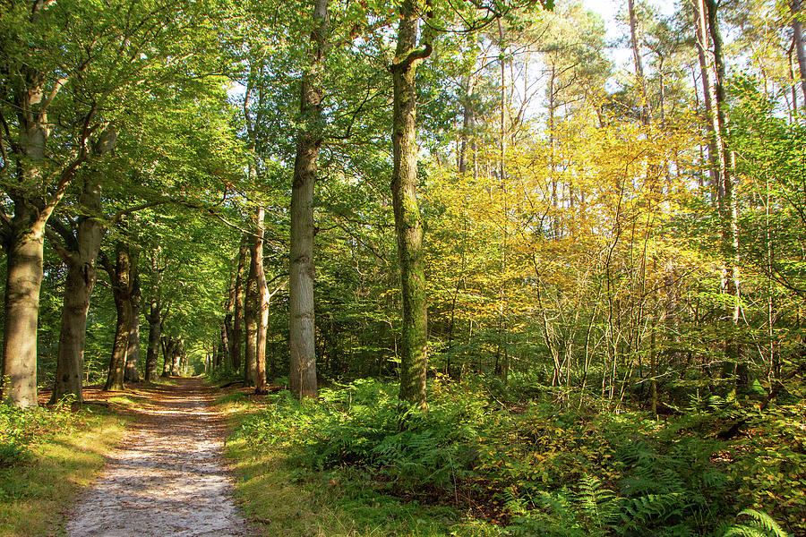 enjoying-the-october-sun-photograph-by-juergen-hess-fine-art-america