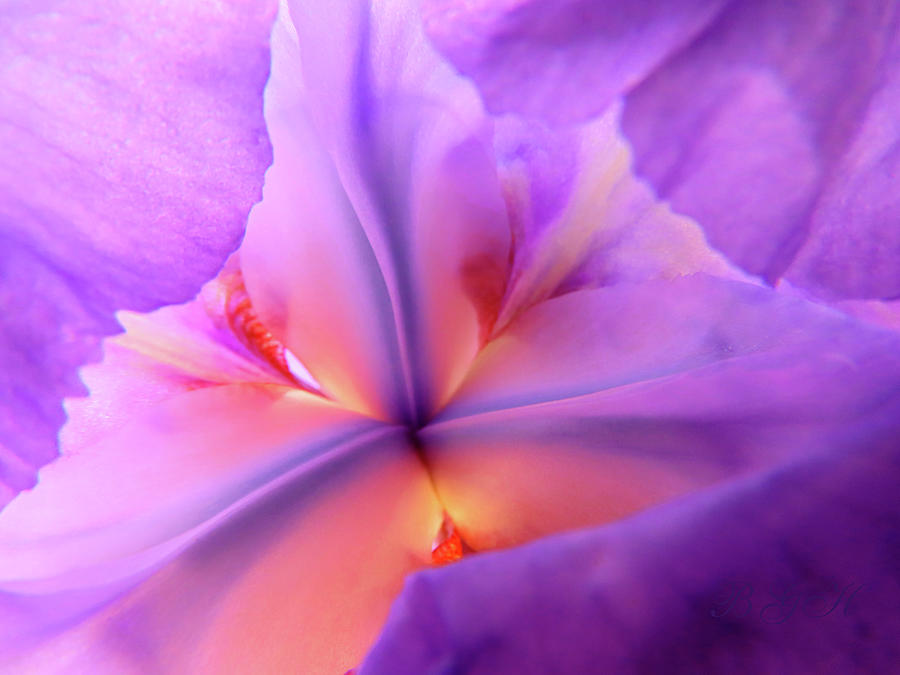 Enlighted Iris - Floral Photography - Super Macro Flower - Iris Art Photograph by Brooks Garten Hauschild