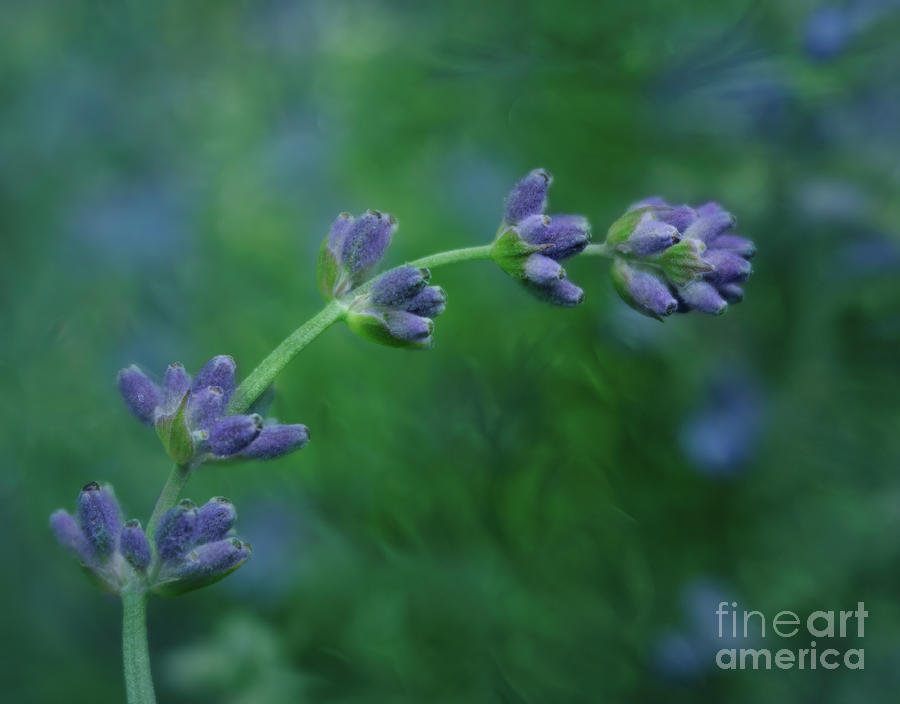 English Lavender Photograph