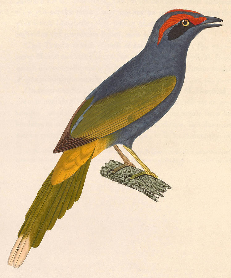 Enodes erythrophris Drawing by Nicolas Huet the Younger