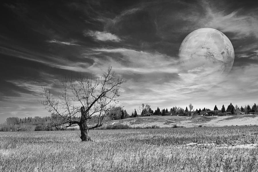 Tree Photograph - Ent Moon by Phil And Karen Rispin