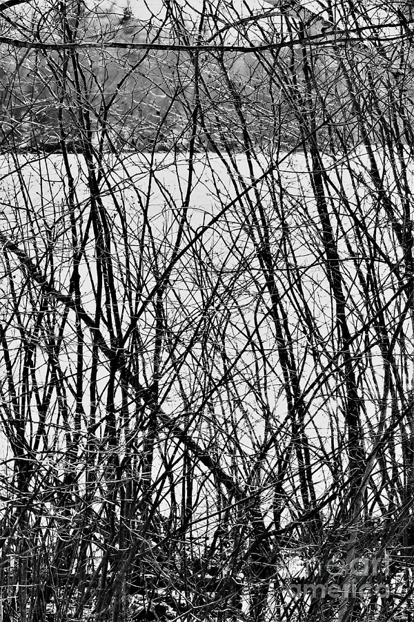 Entangled In Winter Photograph