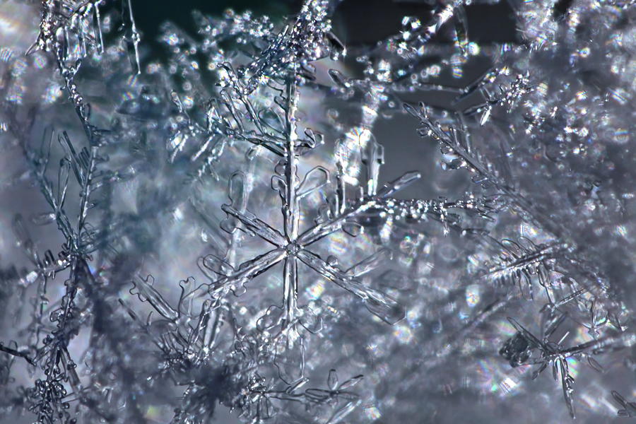 Entangled snowflakes are shimmering in the blue light of winter Photograph by Ulrich Kunst And Bettina Scheidulin