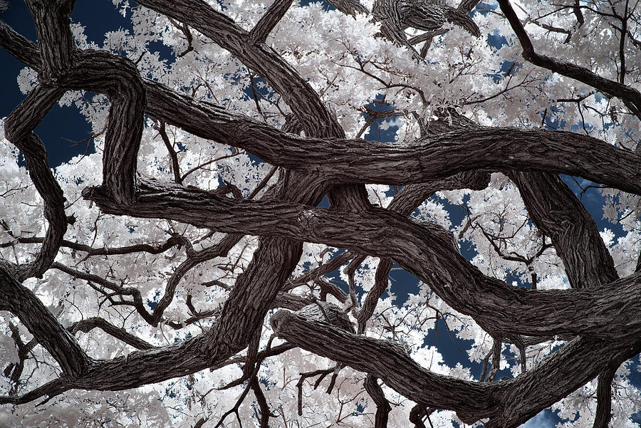 Entanglement - Oak with  entangled limbs shot in infrared spectrum Photograph by Peter Herman