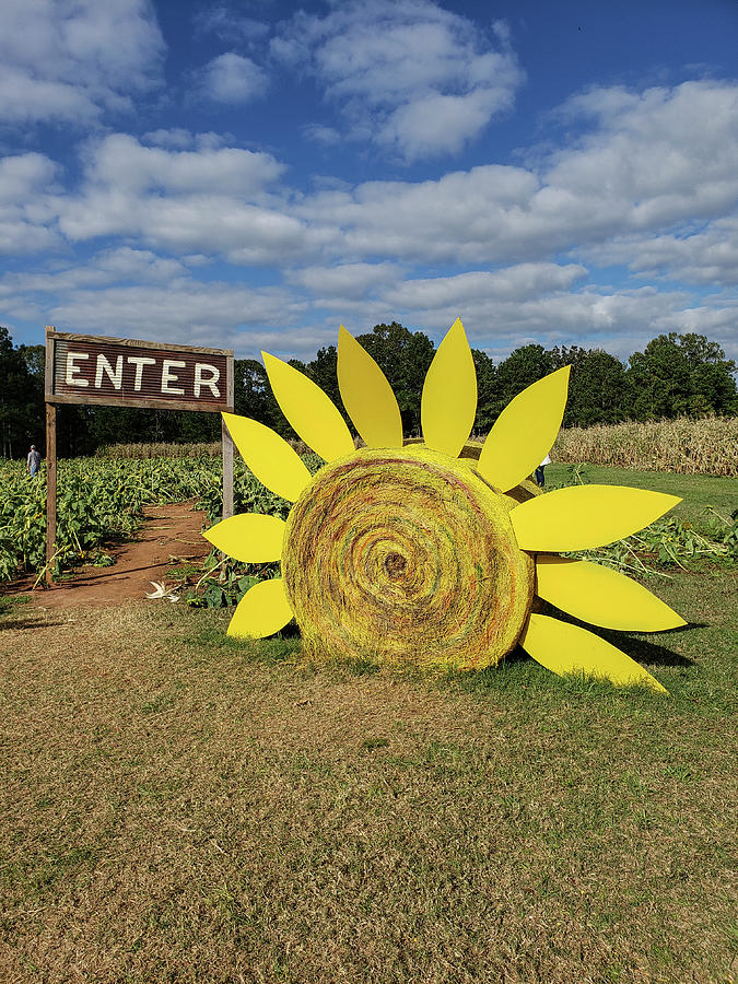 Enter Sunflower Photograph by Greg Sharpe
