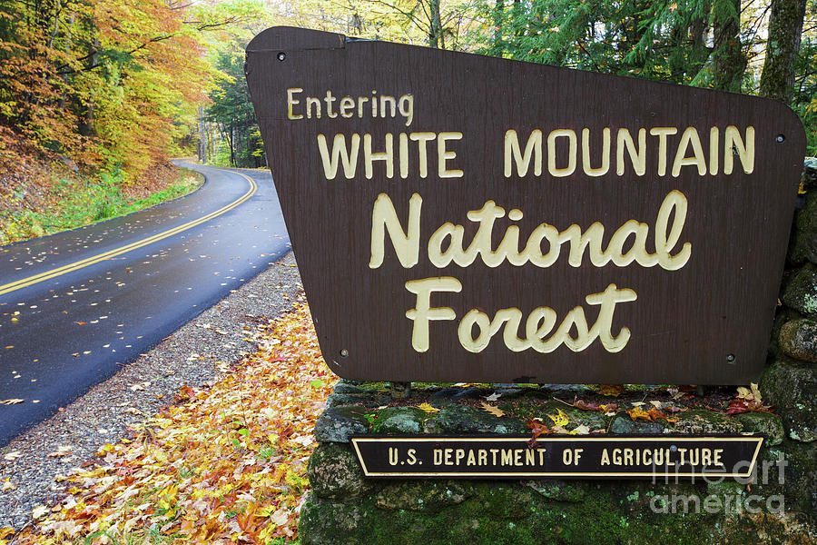 Entering the White Mountain National Forest, New Hampshire Photograph by Erin Paul Donovan