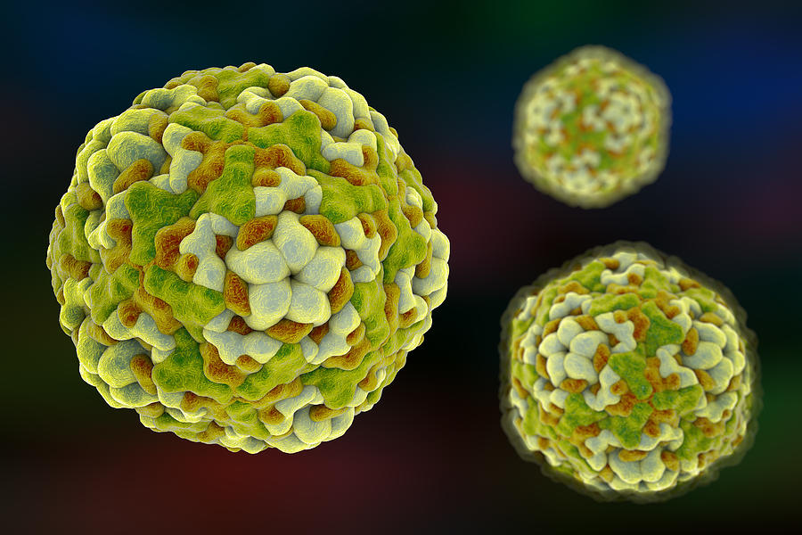 Enterovirus D68, illustration Drawing by Kateryna Kon/science Photo Library