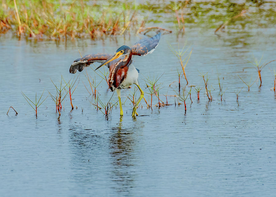 Entertainer of the Wetlands, Tri-colored Heron Photograph by Marcy Wielfaert