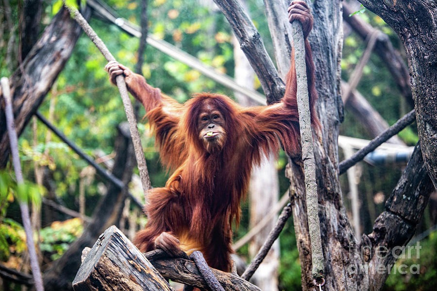 Entertaining Orangutan Photograph by Lynn Sprowl