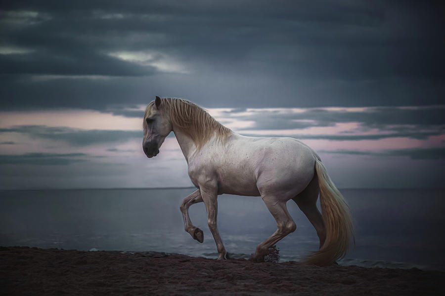 Enthralled - Horse Art Photograph by Lisa Saint
