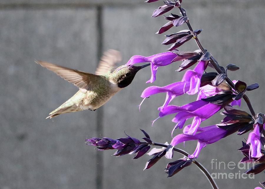 Enticing Purple Salvia with Hummingbird Photograph by Carol Groenen