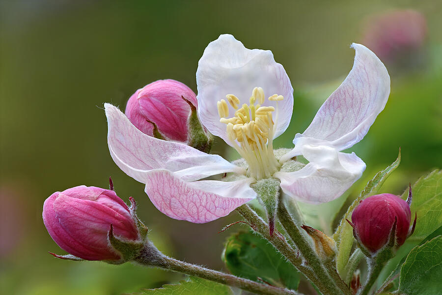 Enticing The Bees Apple Blossom Macro Photograph by Gill Billington