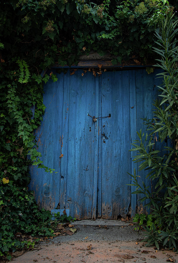 Beautiful Blue Wooden Closed Door Covered With Green Foliage Photograph