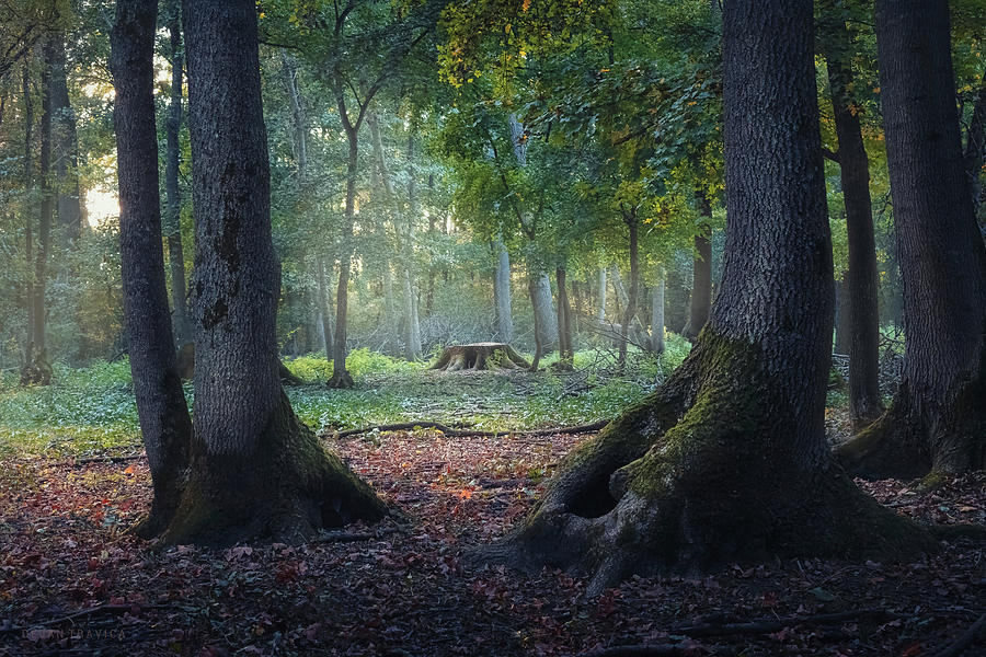 Entrance to the mystic forest between the big oak trees Photograph by Dejan Travica Entrance to the mystic forest between the big oak trees Photograph by Dejan Travica