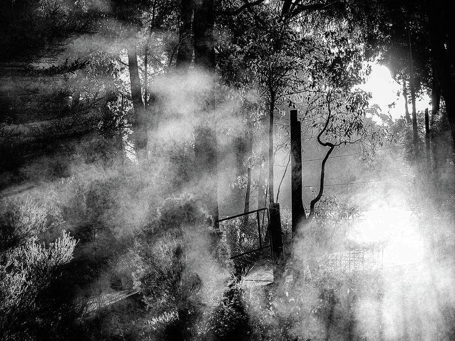 Entrance to the unknown - mist in the garden of time Photograph by Jeremy Holton