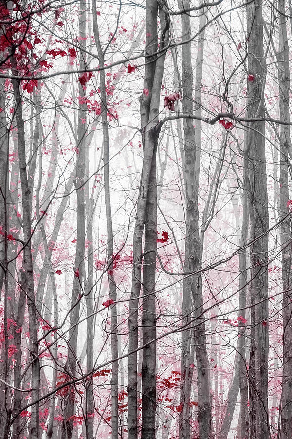 Entwined Gray Trees with Burgundy Leaves Photograph by Brooke T Ryan