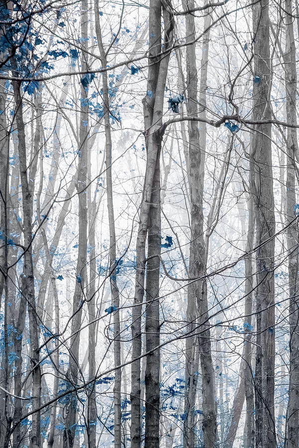 Entwined in Blue Photograph by Brooke T Ryan