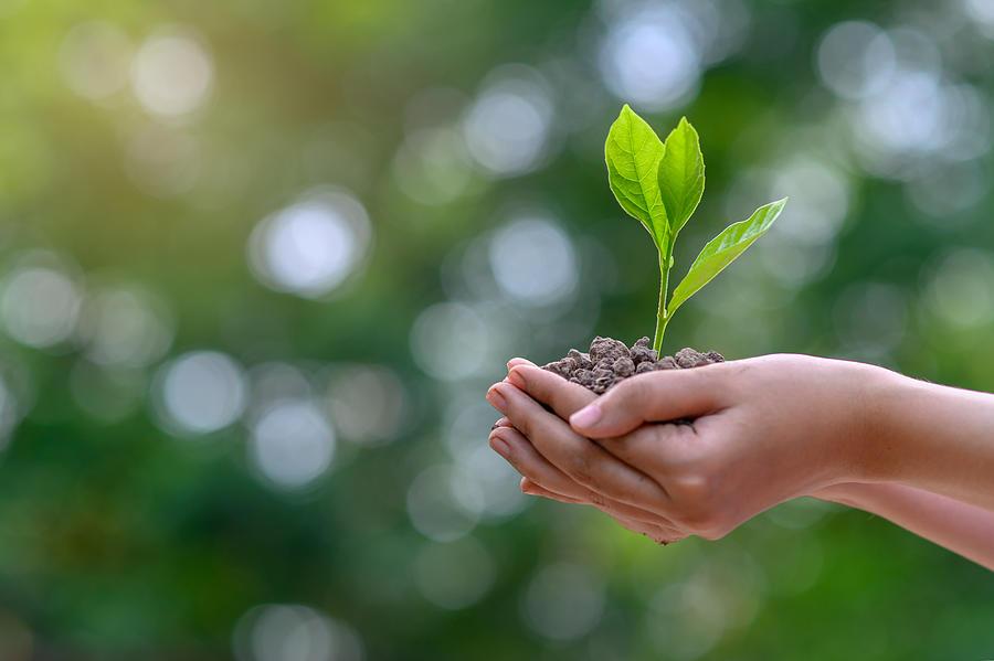 environment Earth Day In the hands of trees growing seedlings. Bokeh green Background Female hand holding tree on nature field grass Forest conservation concept Photograph by sarayut Thaneerat