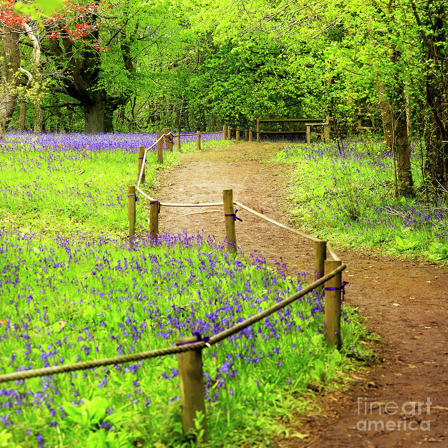 Enys Gardens Bluebell Viewing Area Photograph