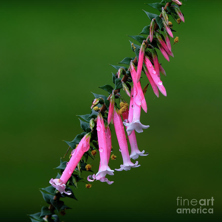 Epacris Nectar Pink Photograph by Neil Maclachlan