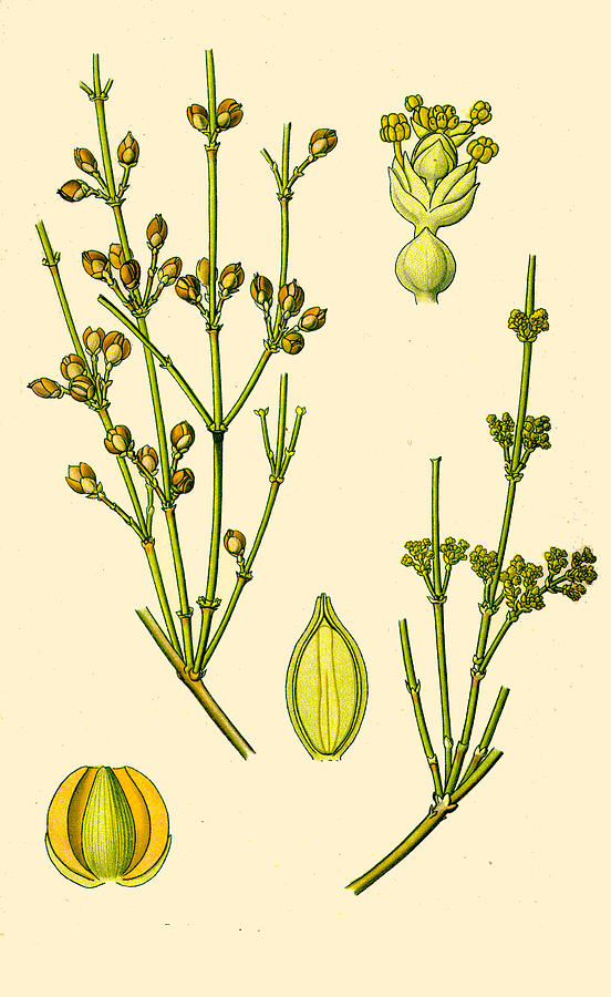 Ephedra distachya Drawing by Otto Wilhelm Thome