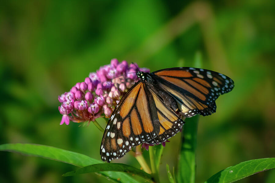 Ephemeral Beauty The Monarchs Moment Photograph by Lisa Arview Ephemeral Beauty The Monarchs Moment Photograph by Lisa Arview