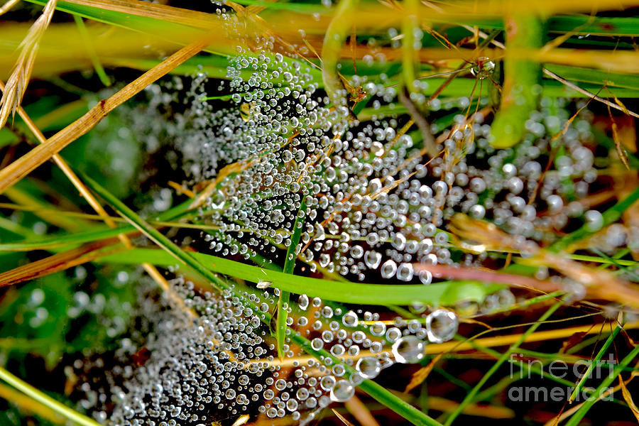 Ephemeral Dewdrops on Cobwebs  Photograph by Debra Banks