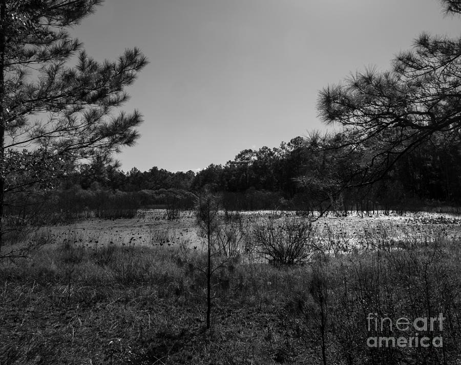 Ephemeral Pond in Black and White Photograph by L Bosco
