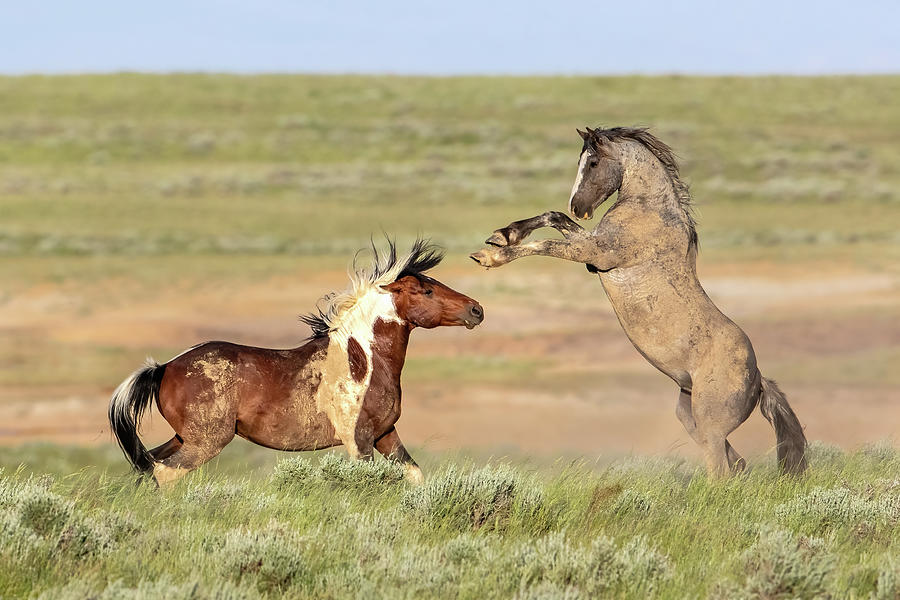 Epic Mustang Battle Photograph by Jack Bell