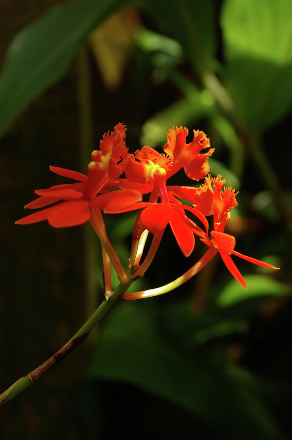 Epidendrum Photograph by H S Reynolds
