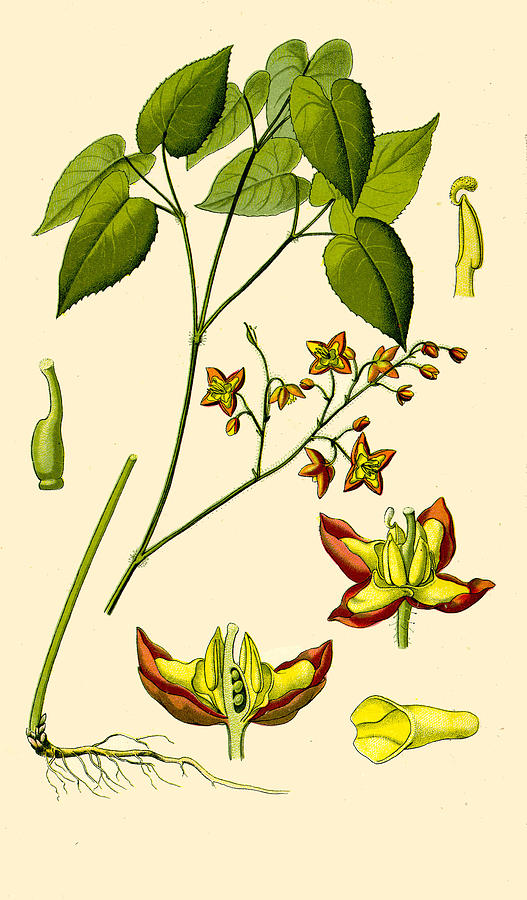 Epimedium alpinum Drawing by Otto Wilhelm Thome