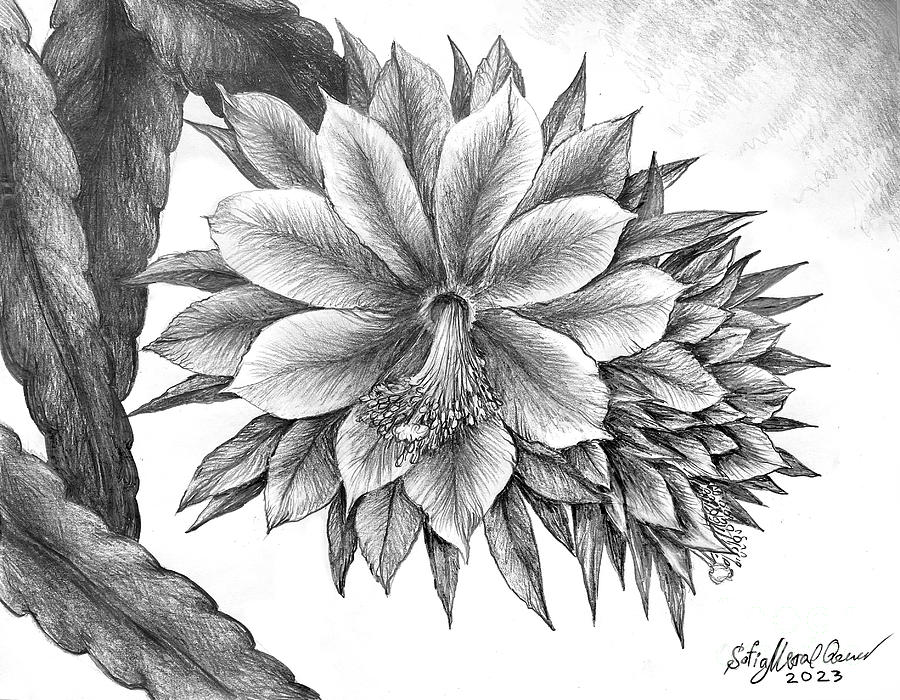 Flower Drawing - Epiphyllum cactus flowers. Pencil drawing 8-23-23 by Sofia Goldberg