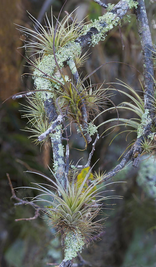 Epiphytes or Air Plants in Everglades National Park, Florida Photograph by Ed Reschke
