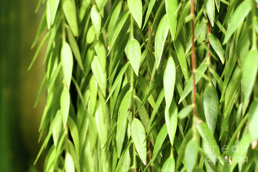 Epiphytic shrub plan ‘Ceratostema Rauhii Luteyn’ Photograph by Firn