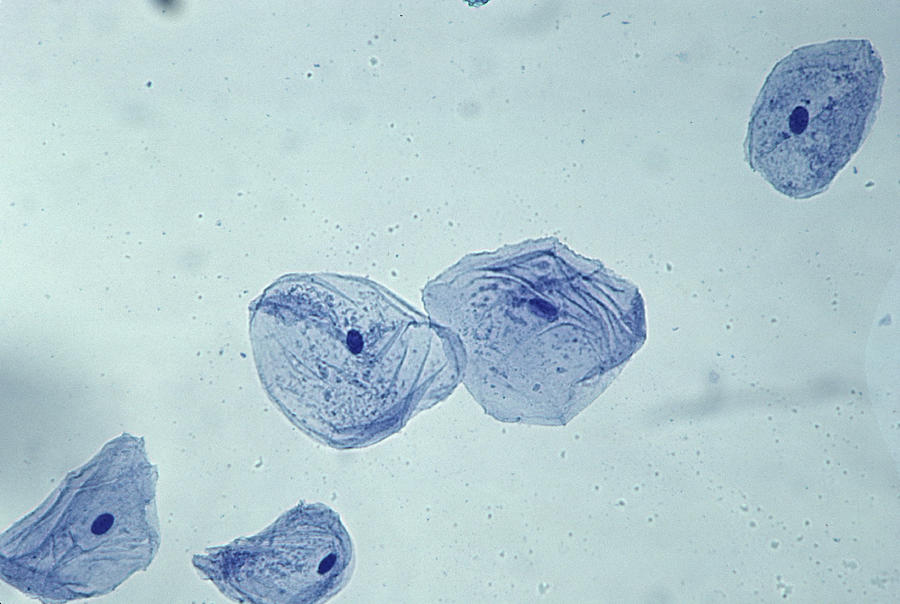 Epithelial (cheek) Cells. Oral Cavity, Methylene Blue Stain. Shaus Nuclei, 100x Cytoplasm & Cell Membrane Photograph by Ed Reschke