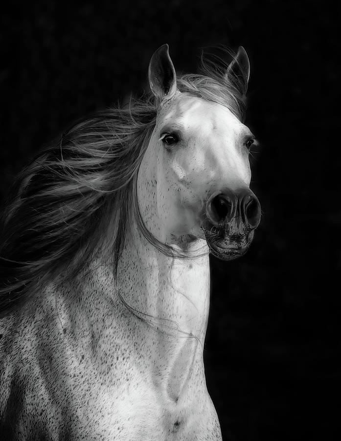 Equestrian Art II Photograph