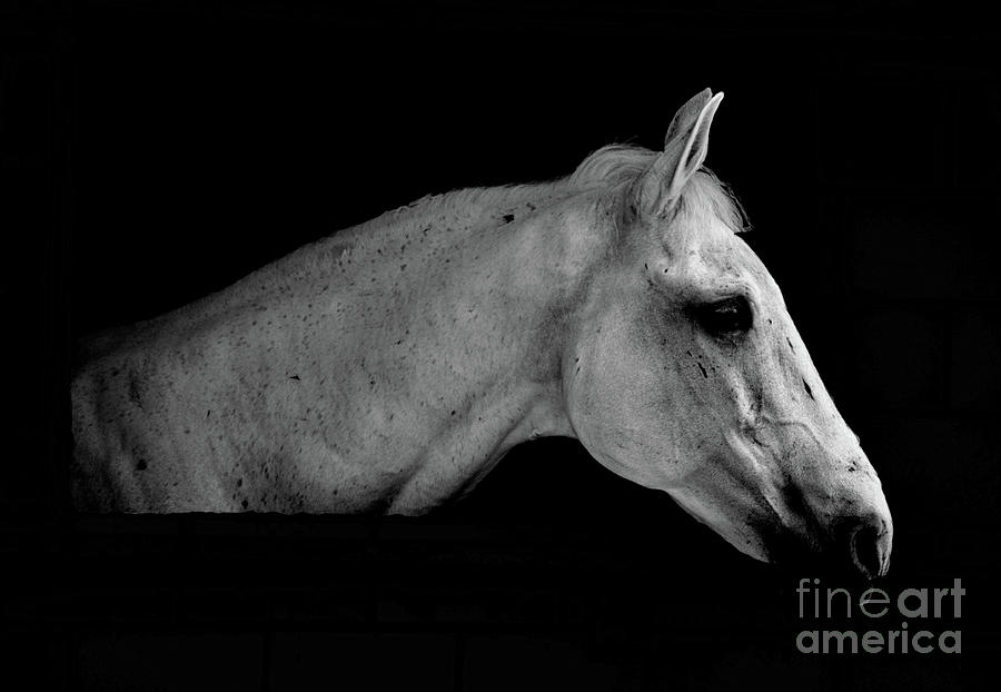 Equestrian Beauty Bw Photograph by Michelle Meenawong