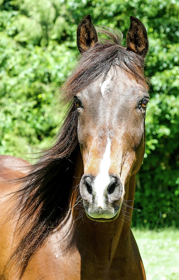Equestrian Eyes Photograph