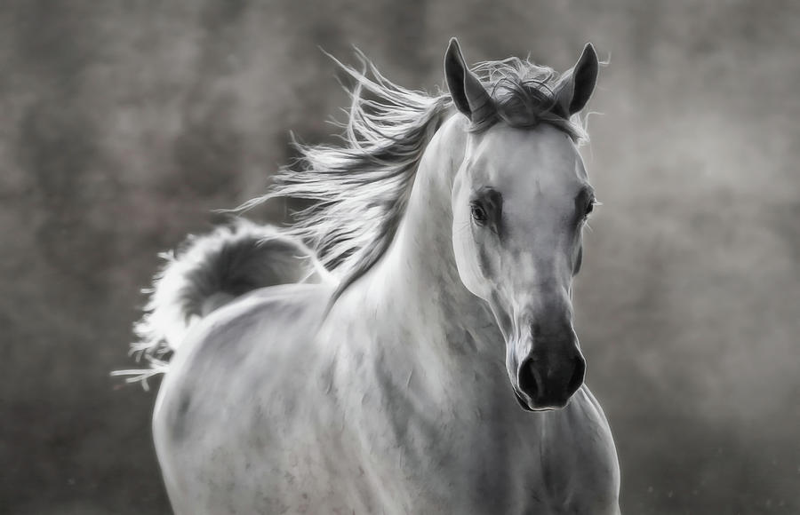 Horse Photograph - Equestrian Grace And Beauty by Athena Mckinzie