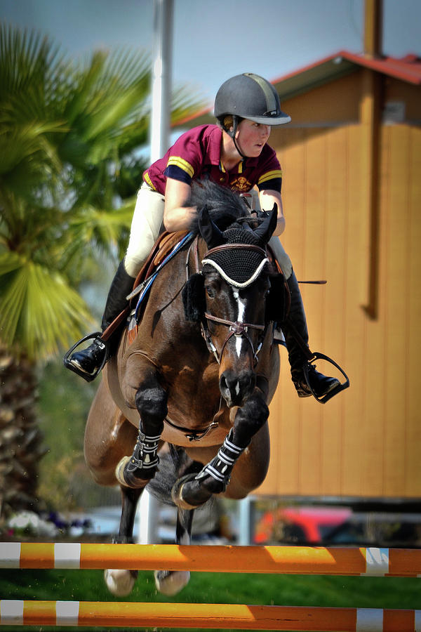 Equestrian Jumper Photograph by Bonnie Colgan