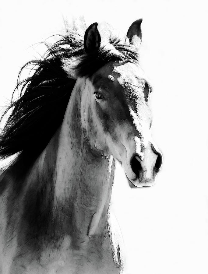 Equestrian Portrait Flowing Mane Bw Photograph