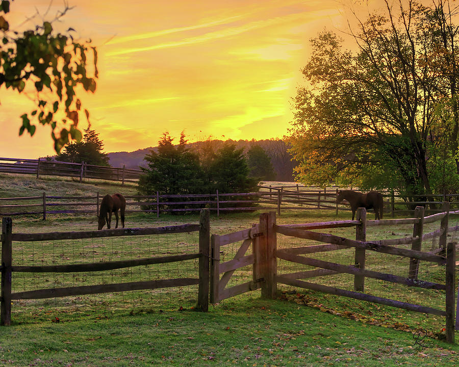 Equestrian Sunrise Photograph by Robert Harris