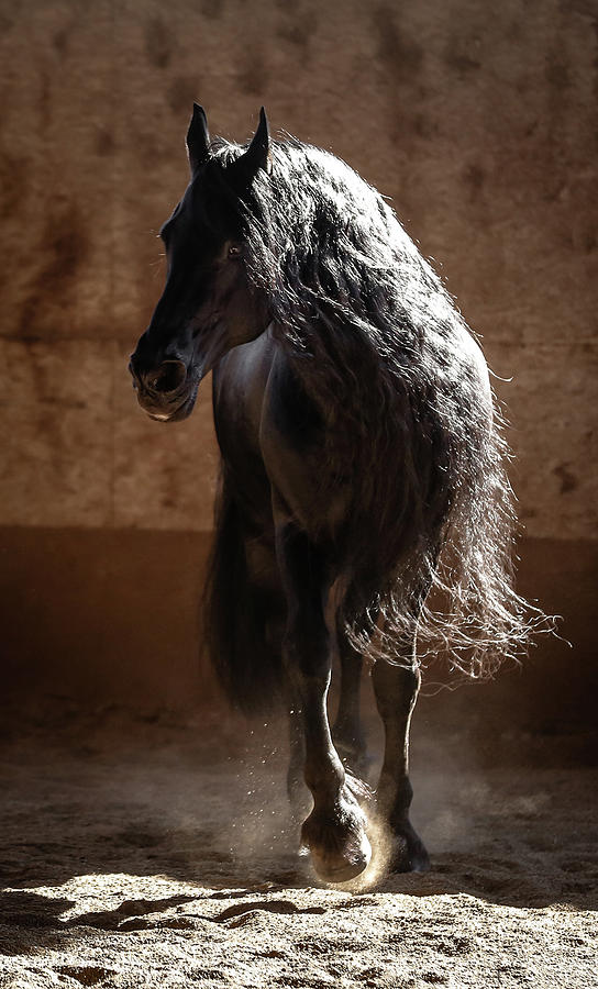 Equestrian Swag Photograph by Athena Mckinzie