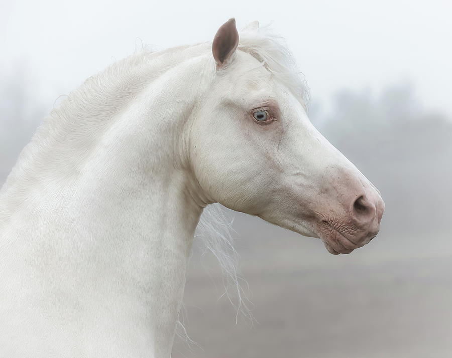 Horse Photograph - Equestrian White Fog by Athena Mckinzie