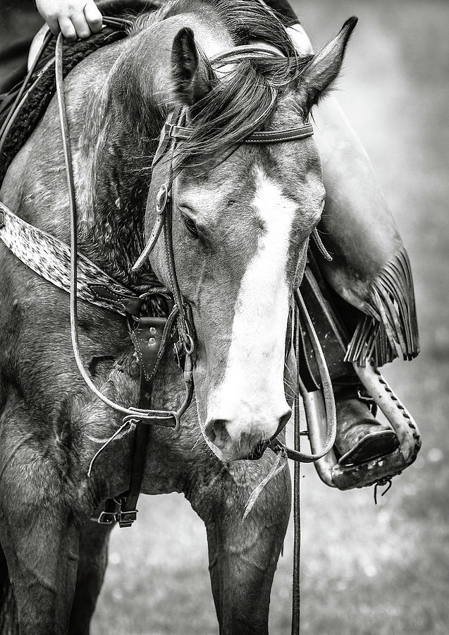 Equestrians Grace Photograph