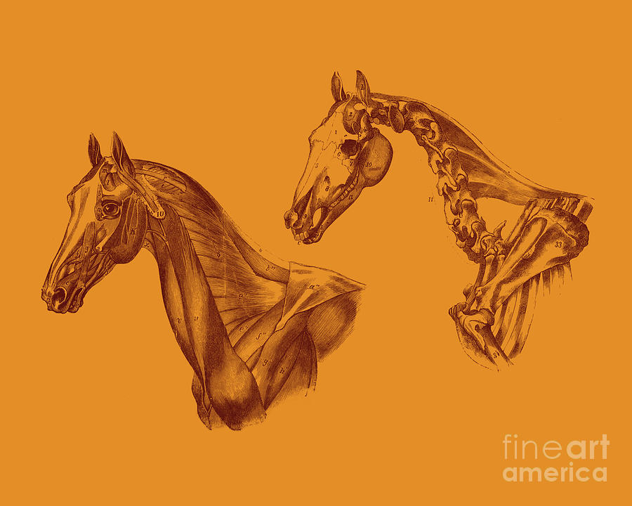 Horse Digital Art - Equine Anatomy by Madame Memento