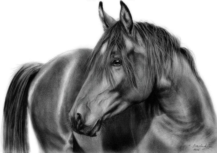Black And White Painting - Equine Art by Danguole Serstinskaja