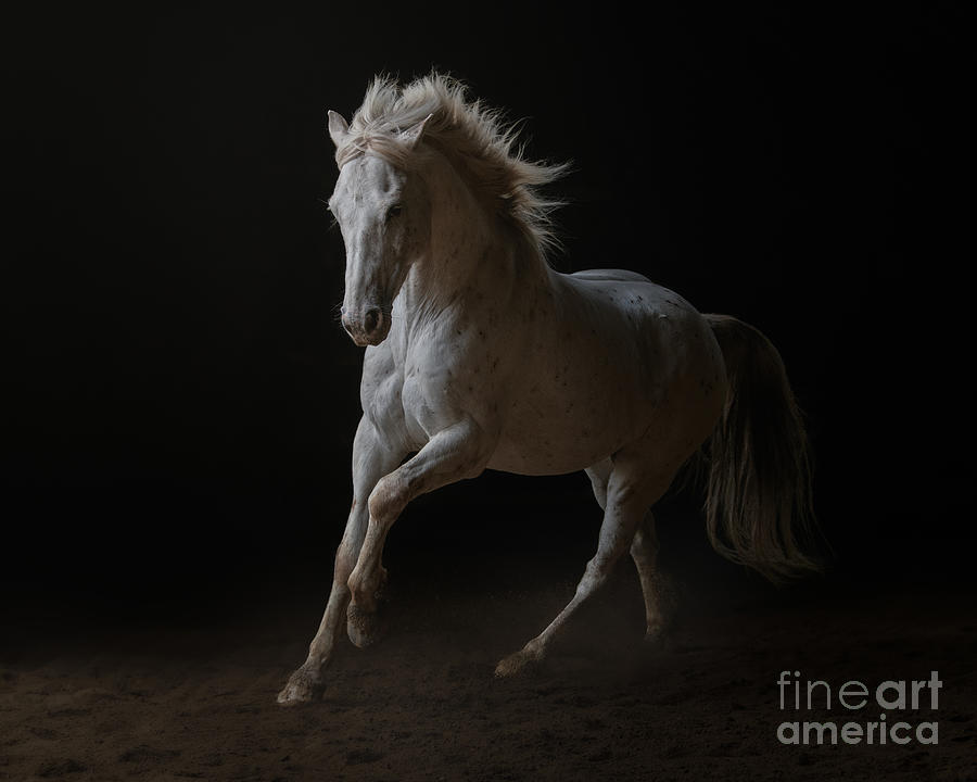 Equine Dance Photograph by Lisa Manifold